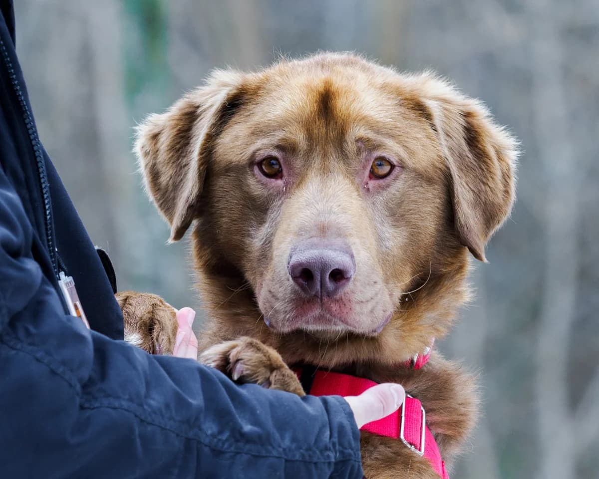 Gilmore, apricot_beige male mixed breed for adoption at Schronisko Na Paluchu, Warsaw