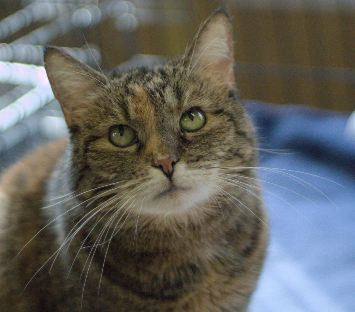 Burcia, female senior mixed breed for adoption at Schronisko Na Paluchu, Warsaw