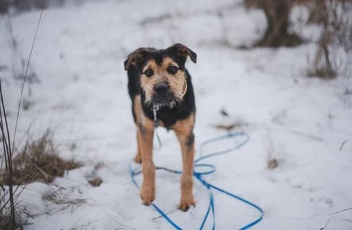 Kropcia, female senior mixed breed for adoption at Schronisko Na Paluchu, Warsaw