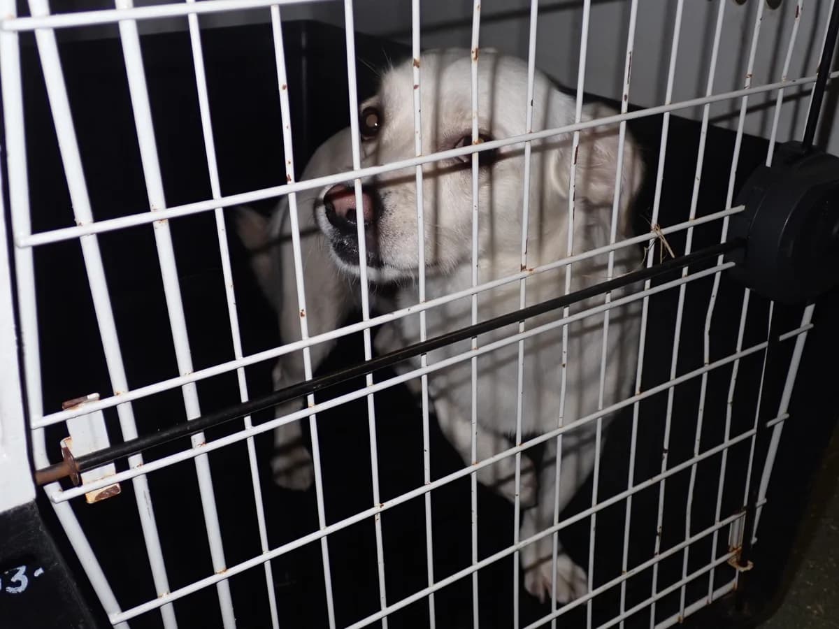 0126/26, male mixed breed for adoption at Schronisko Na Paluchu, Warsaw
