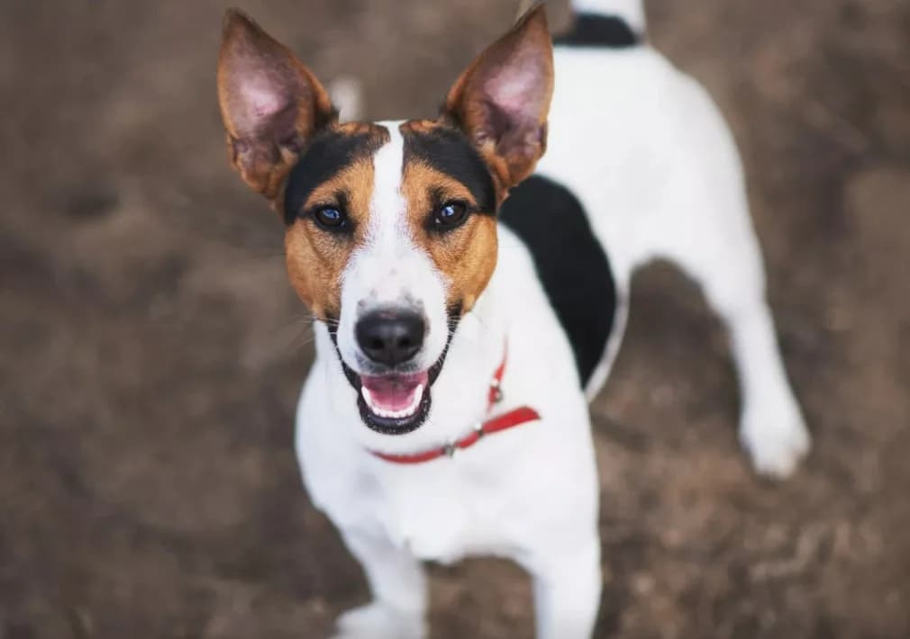 Forest, male young Jack Russell Terrier for adoption at Schronisko Na Paluchu, Warsaw