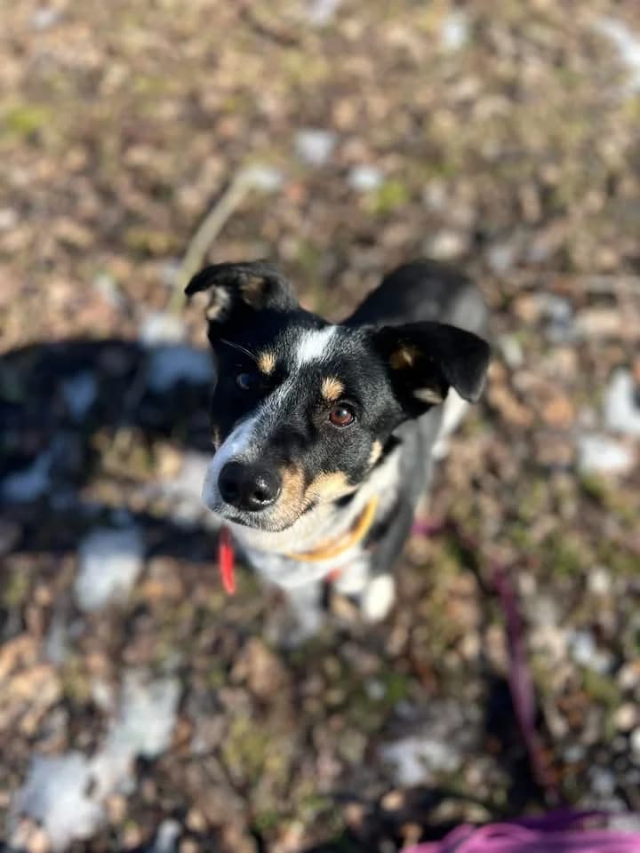 Nenio, female puppy mixed breed for adoption at Schronisko Na Paluchu, Warsaw