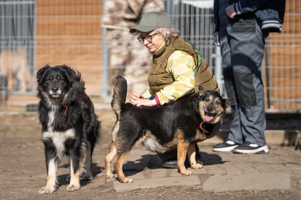 Miodzio, male puppy mixed breed for adoption at Schronisko Na Paluchu, Warsaw