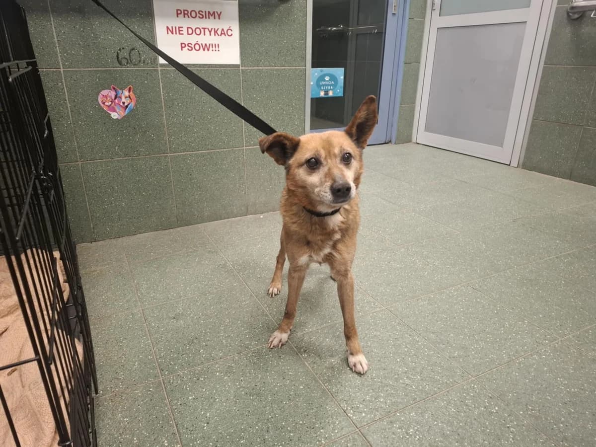 0140/26, male mixed breed for adoption at Schronisko Na Paluchu, Warsaw