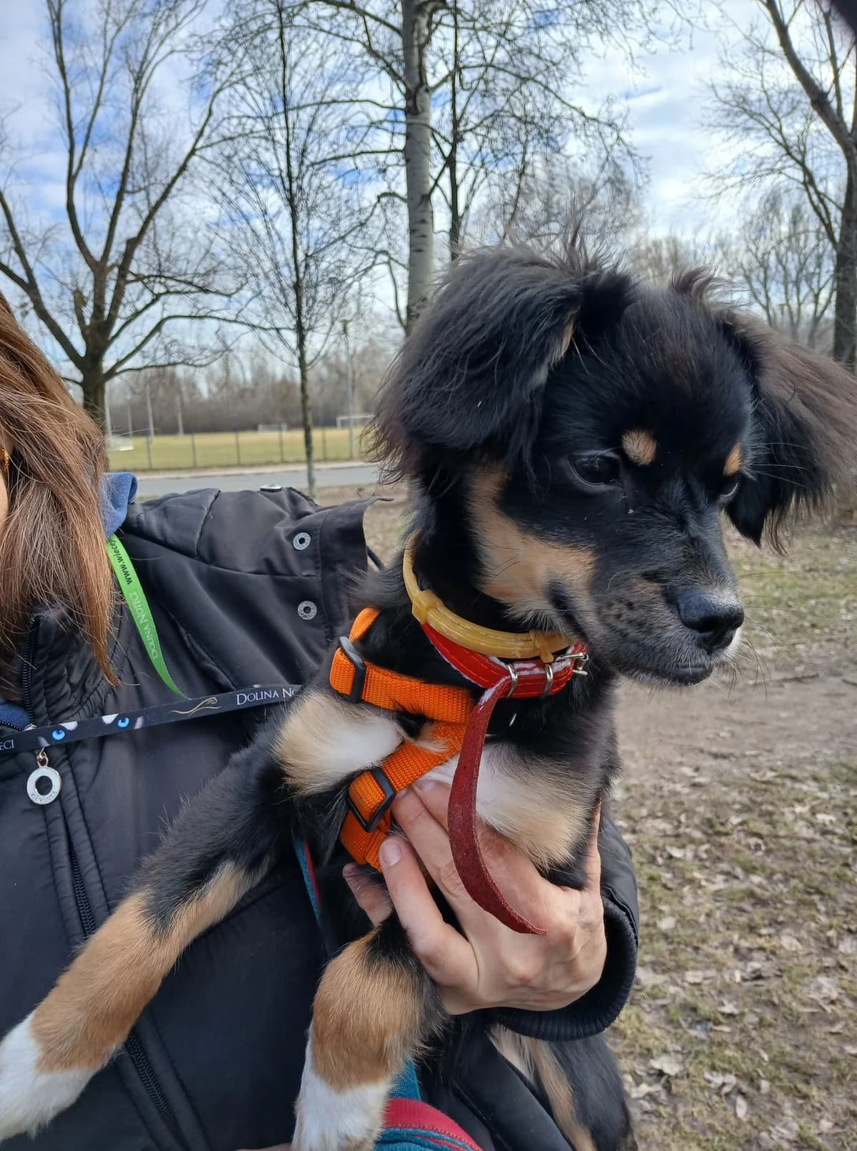 Lili, female puppy mixed breed for adoption at Schronisko Na Paluchu, Warsaw