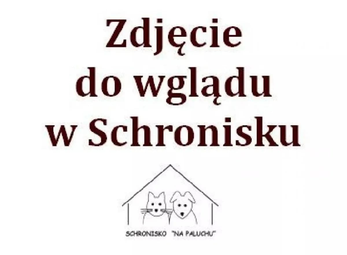 Carmen, female senior Yorkshire Terrier for adoption at Schronisko Na Paluchu, Warsaw