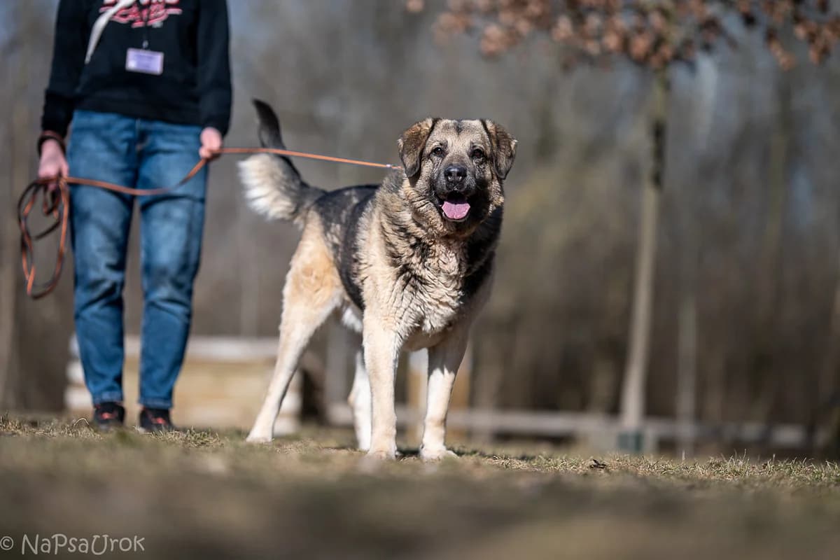 Baloo,  (Schronisko Na Paluchu)