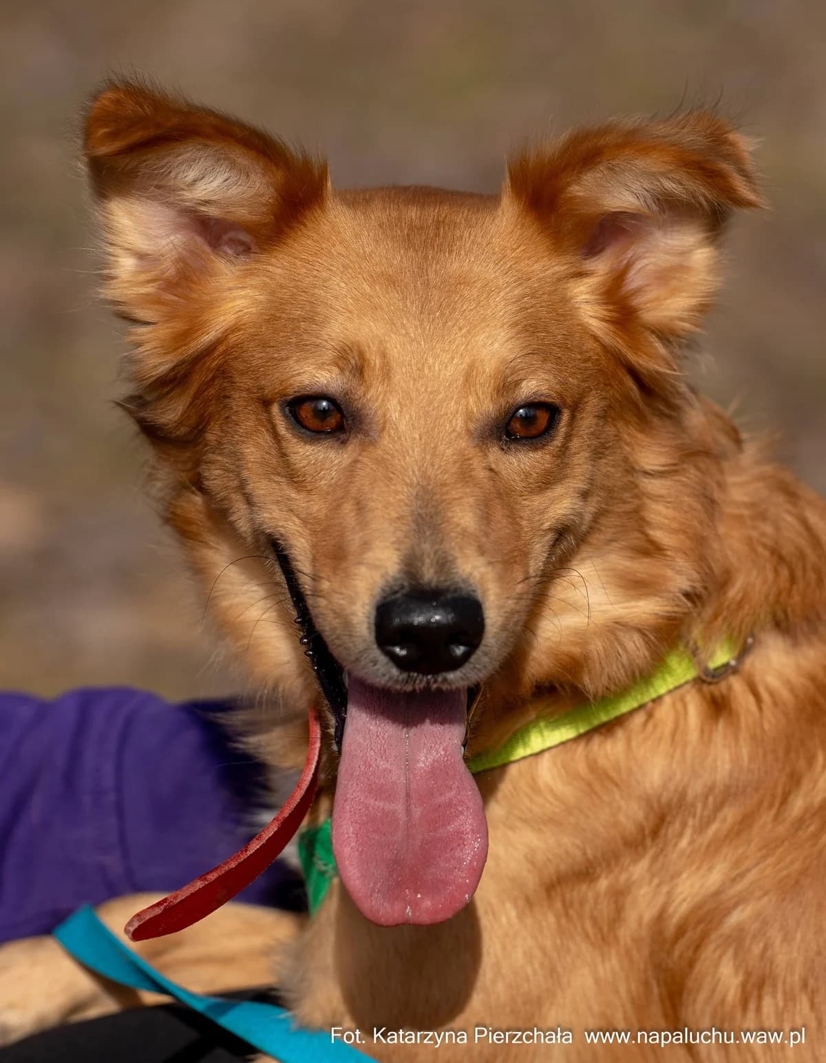 Salto, male young Golden Retriever for adoption at Schronisko Na Paluchu, Warsaw