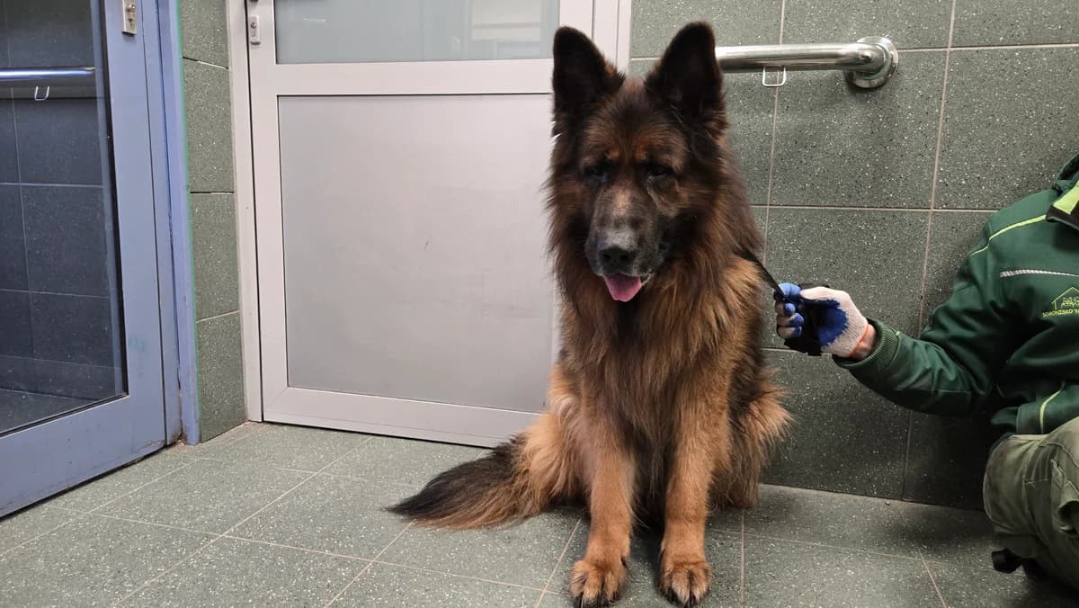 0180/26, male mixed breed for adoption at Schronisko Na Paluchu, Warsaw