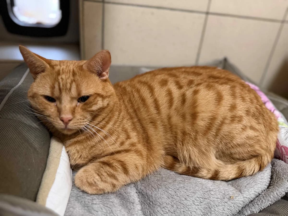 Garfield,  (Schronisko Na Paluchu)