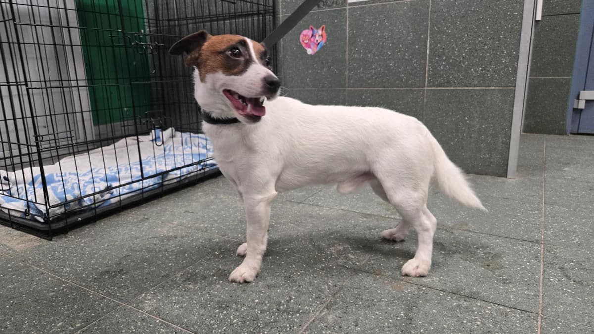 0183/26, male mixed breed for adoption at Schronisko Na Paluchu, Warsaw