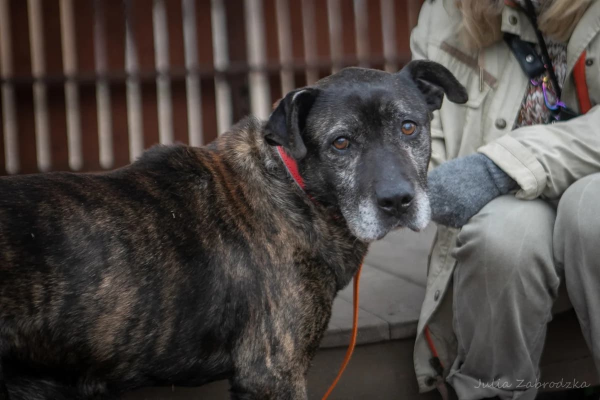 Henryk, unknown male mixed breed for adoption at Schronisko Na Paluchu, Warsaw