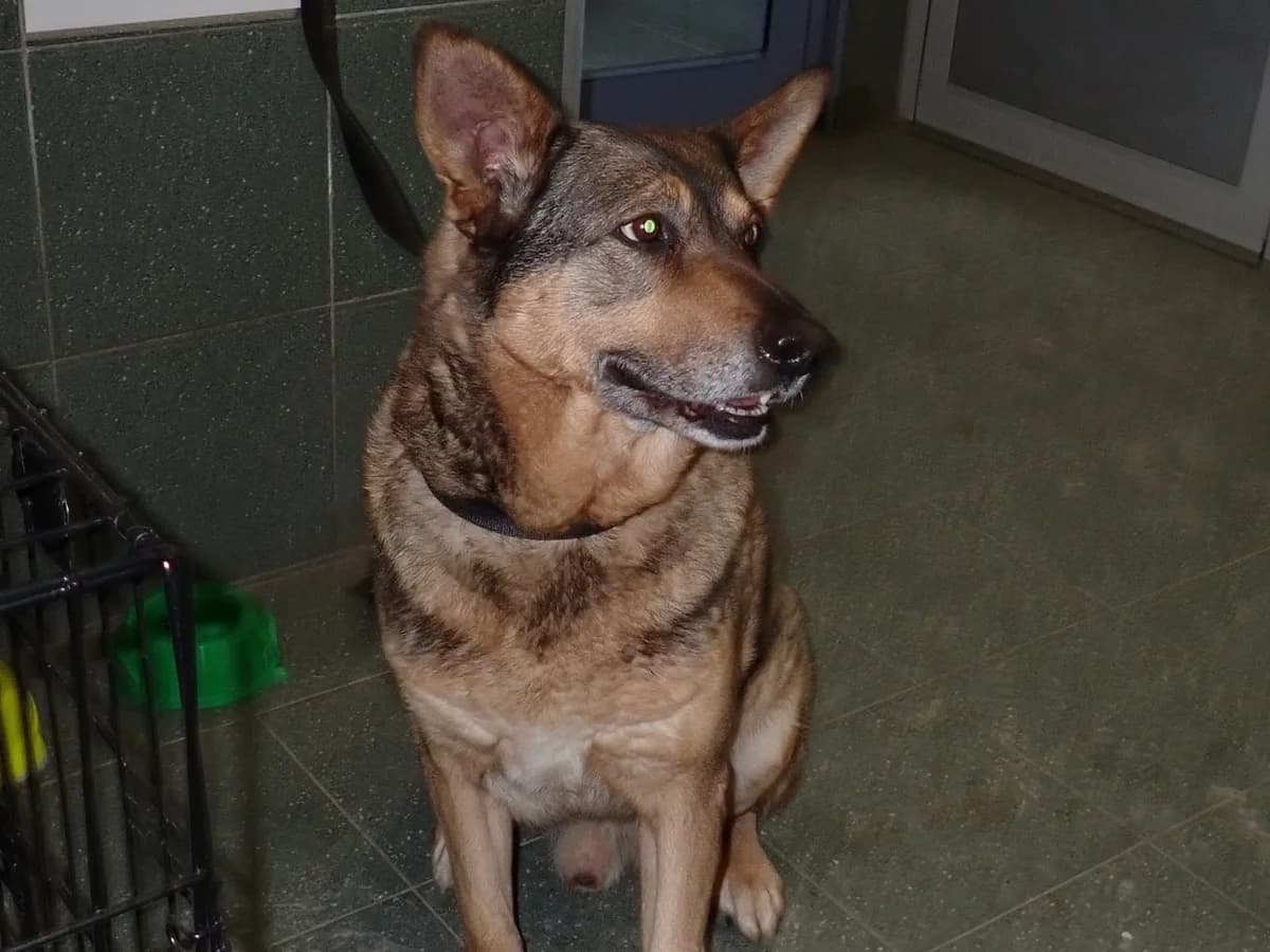 0186/26, male mixed breed for adoption at Schronisko Na Paluchu, Warsaw