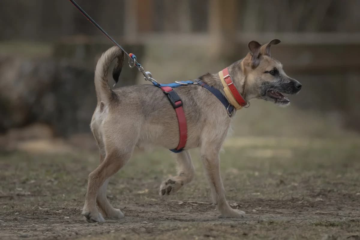 Luis, male puppy mixed breed for adoption at Schronisko Na Paluchu, Warsaw