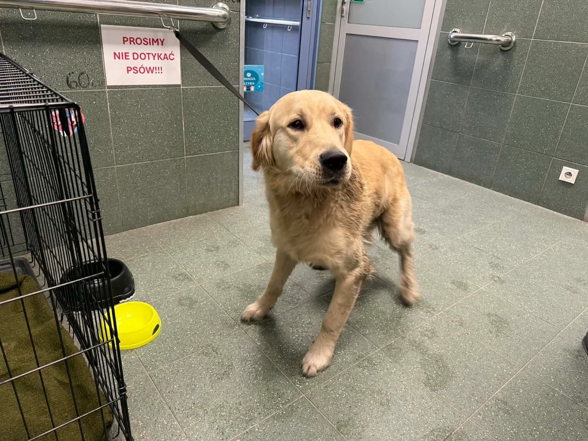 0197/26, Golden Retriever (Schronisko Na Paluchu)