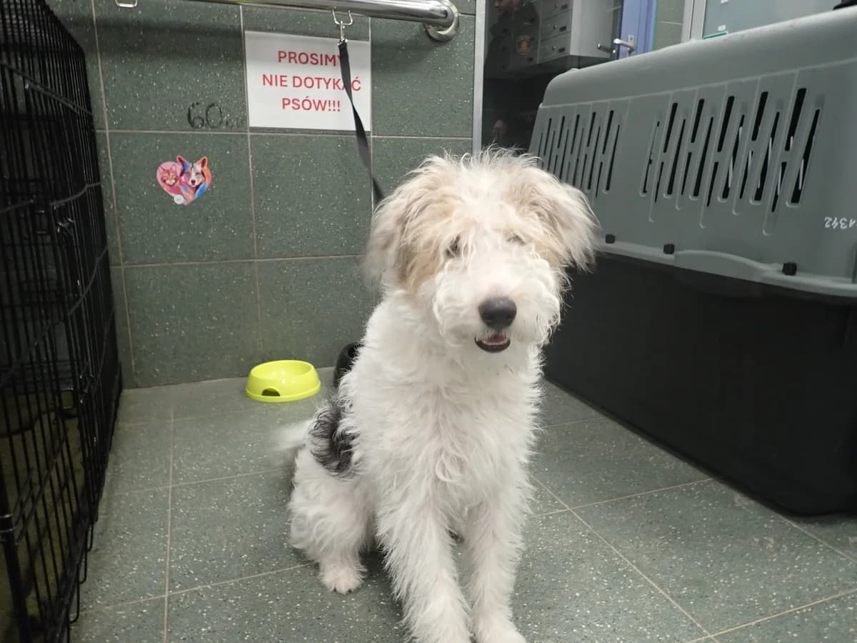 0203/26, female mixed breed for adoption at Schronisko Na Paluchu, Warsaw