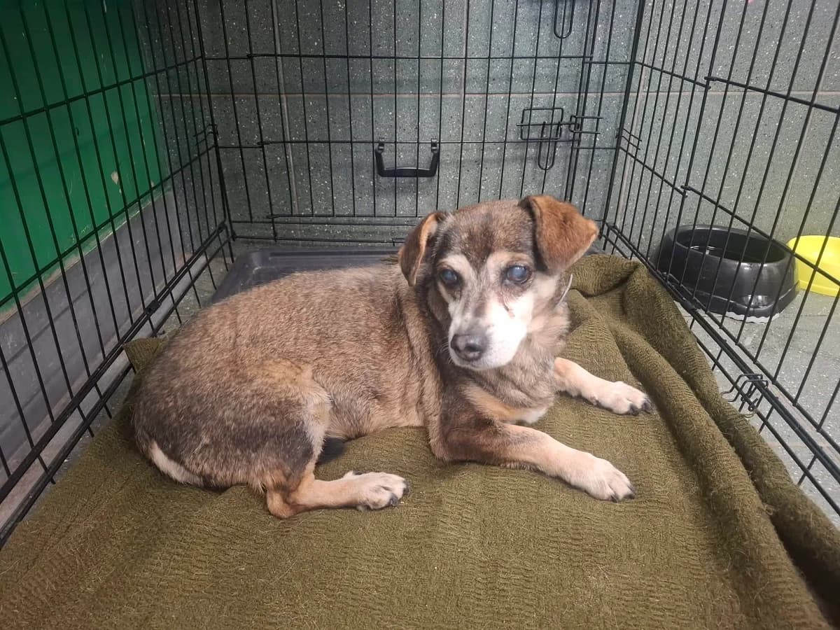 0205/26, female mixed breed for adoption at Schronisko Na Paluchu, Warsaw