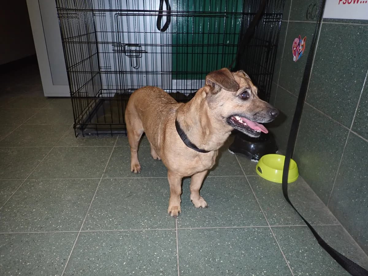 0206/26, female mixed breed for adoption at Schronisko Na Paluchu, Warsaw