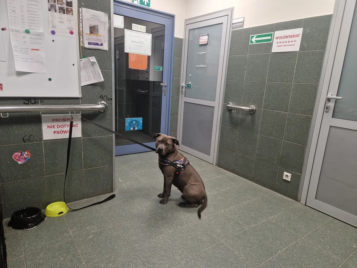 0207/26, female mixed breed for adoption at Schronisko Na Paluchu, Warsaw