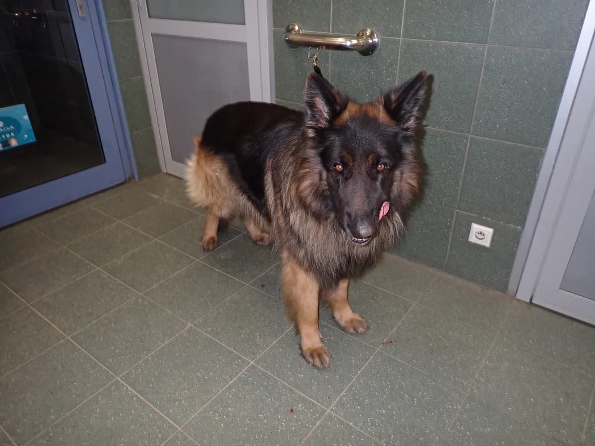 0211/26, male mixed breed for adoption at Schronisko Na Paluchu, Warsaw