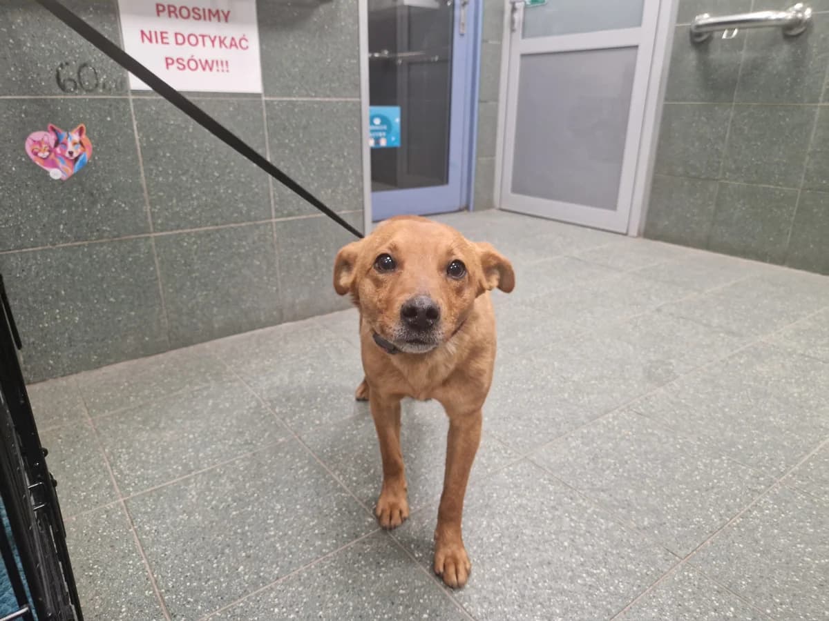 0213/26, male mixed breed for adoption at Schronisko Na Paluchu, Warsaw