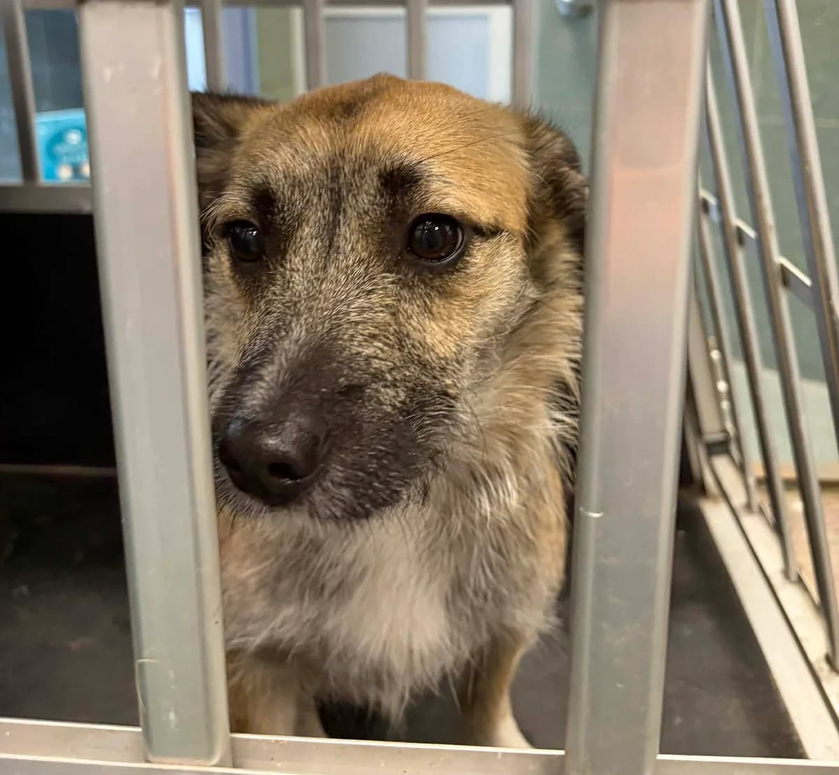 0216/26, female mixed breed for adoption at Schronisko Na Paluchu, Warsaw