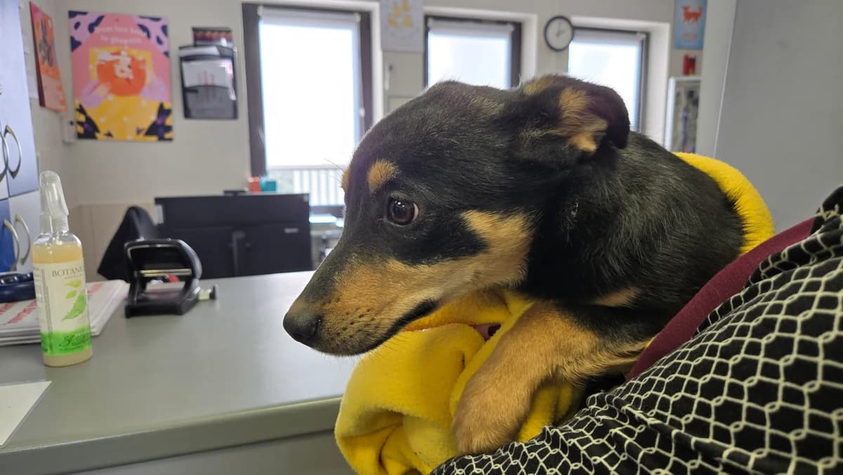 Poppi, female puppy mixed breed for adoption at Schronisko Na Paluchu, Warsaw