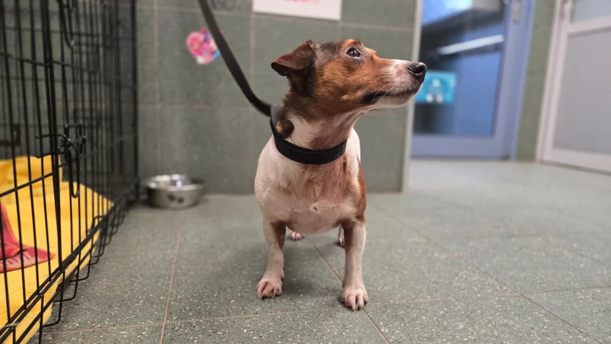 -, male mixed breed for adoption at Schronisko Na Paluchu, Warsaw
