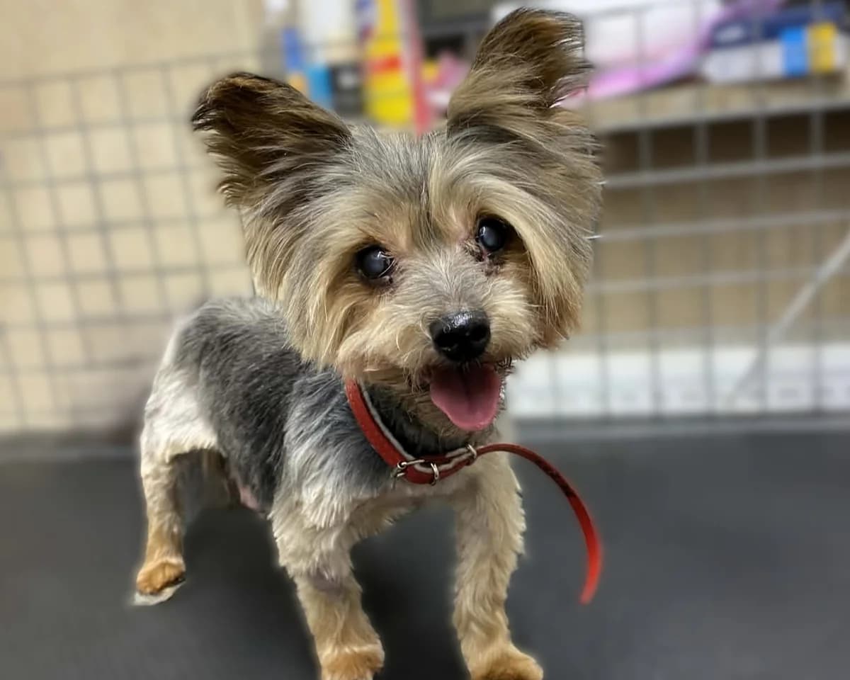 Aniela, female senior Yorkshire Terrier for adoption at Schronisko Na Paluchu, Warsaw