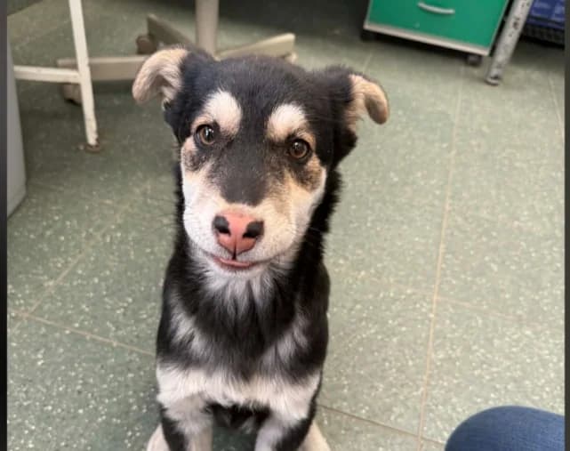 Etna, unknown female mixed breed for adoption at Schronisko Na Paluchu, Warsaw