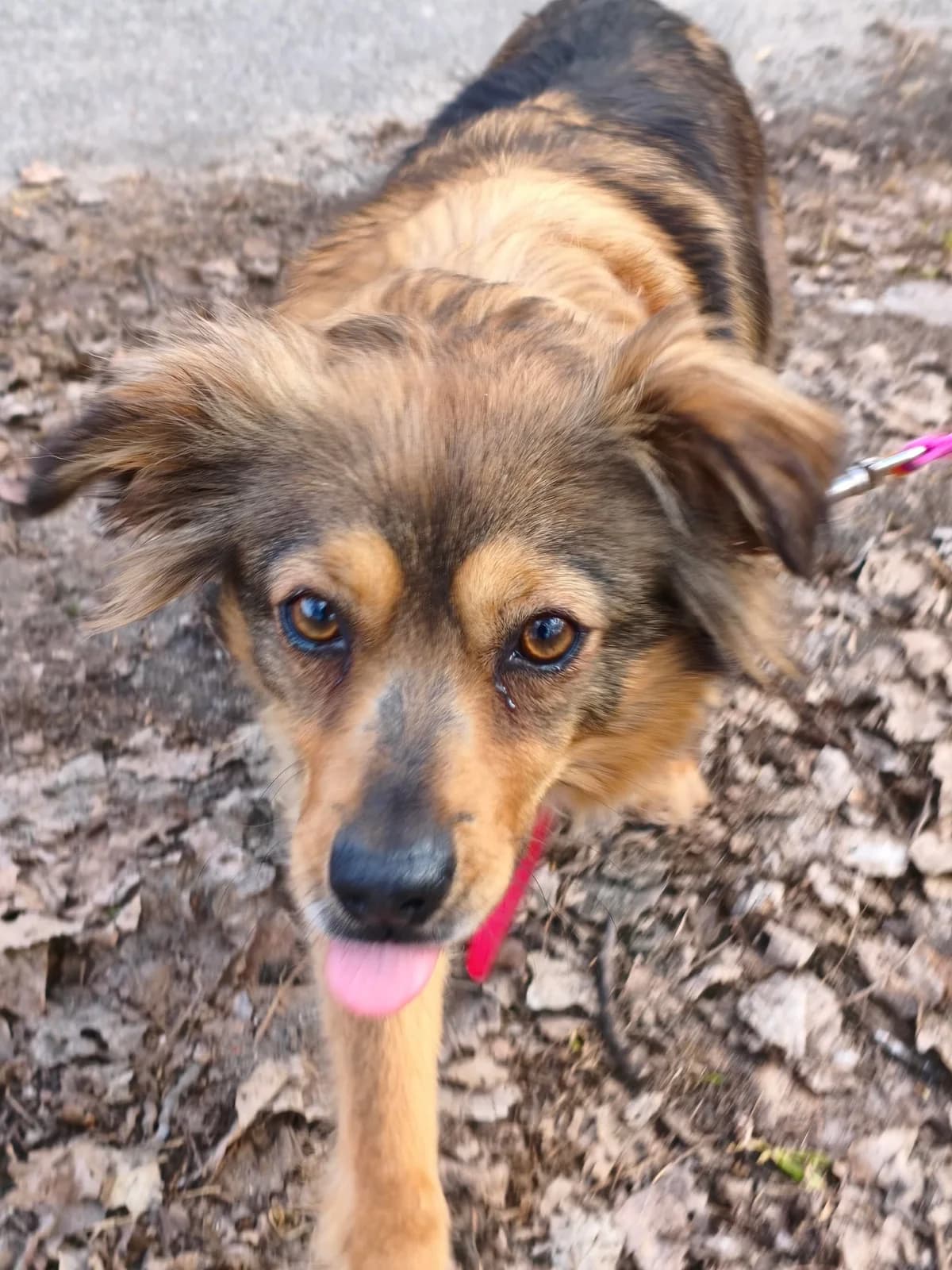 Amber, female puppy mixed breed for adoption at Schronisko Na Paluchu, Warsaw
