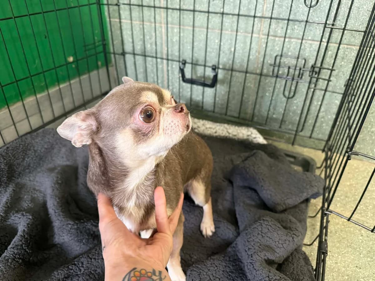 0232/26, male mixed breed for adoption at Schronisko Na Paluchu, Warsaw