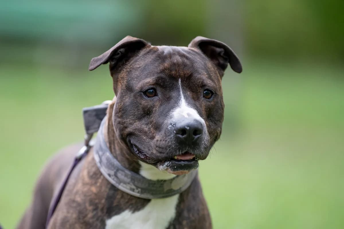 Enzo,  (Schronisko Na Paluchu)