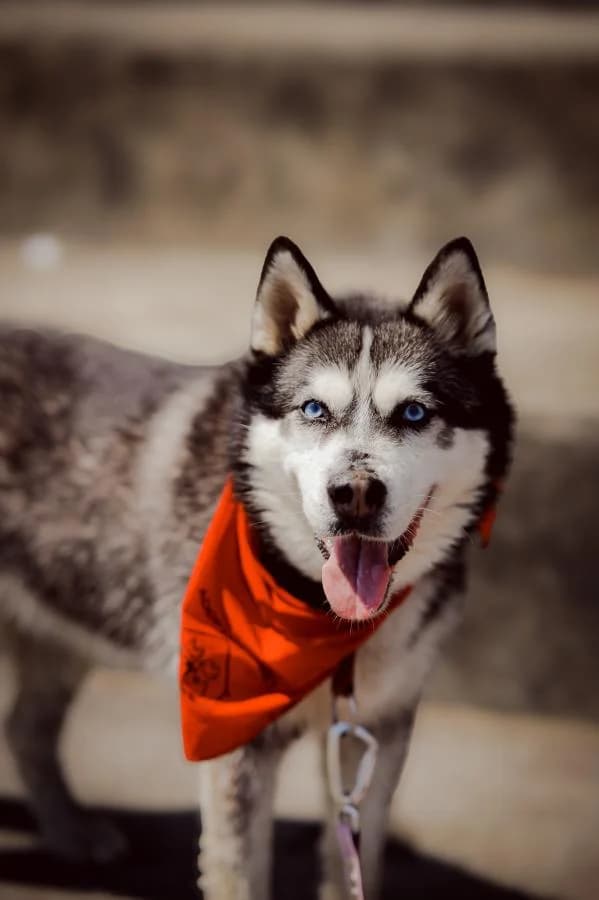 Nila, female senior Husky for adoption at Schronisko Na Paluchu, Warsaw