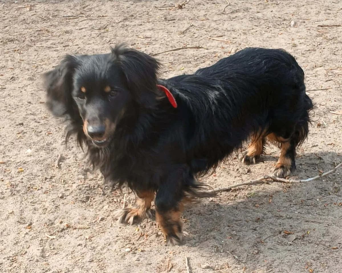 Muskat,  (Schronisko Na Paluchu)