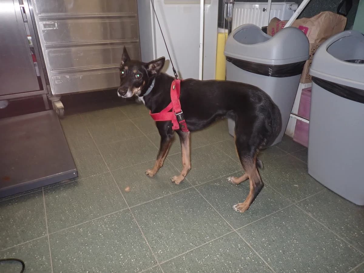 0248/26, female mixed breed for adoption at Schronisko Na Paluchu, Warsaw