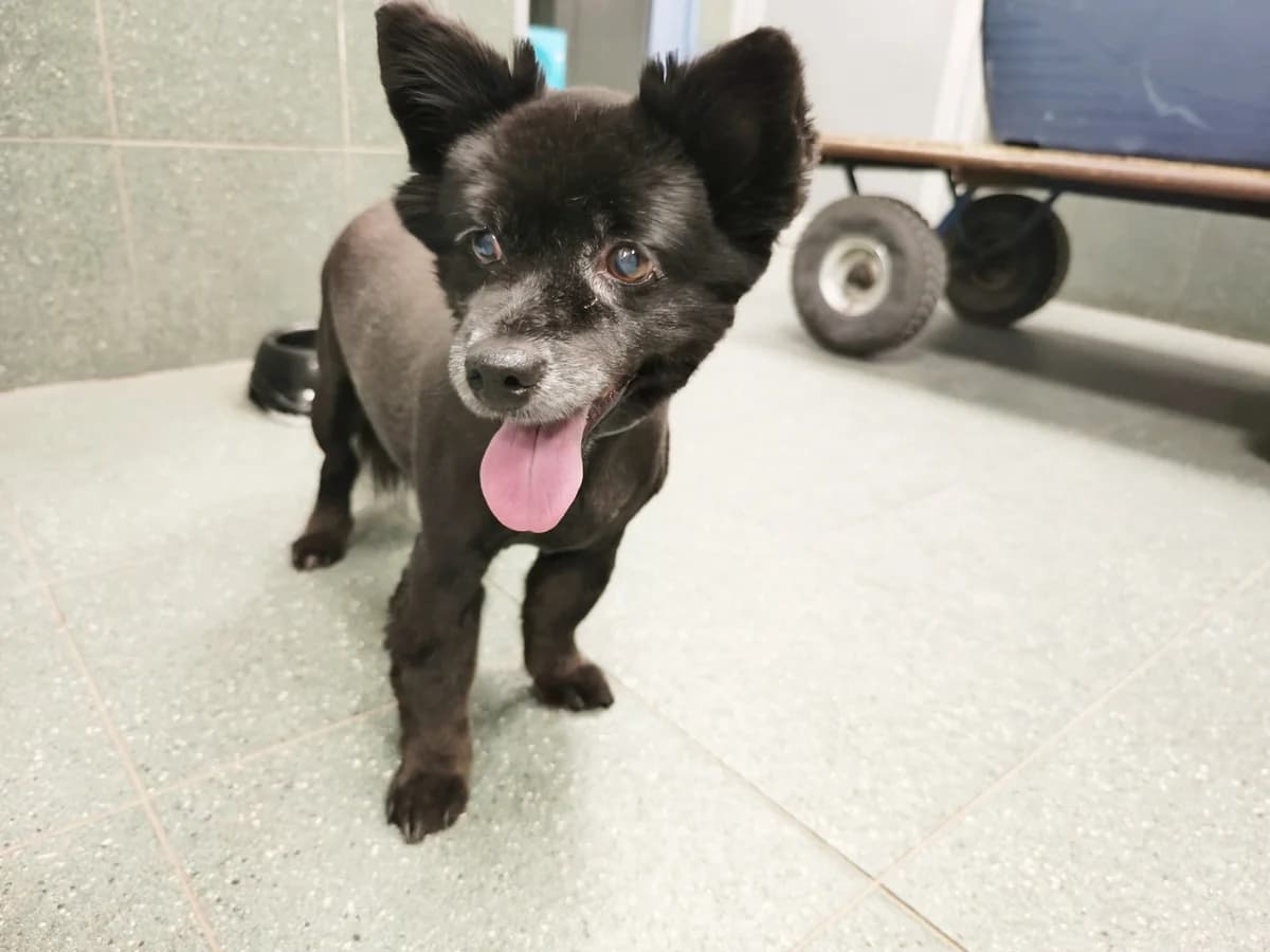0251/26, female mixed breed for adoption at Schronisko Na Paluchu, Warsaw