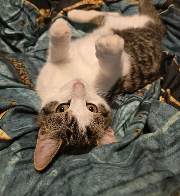 Simba,  (Schronisko Na Paluchu)