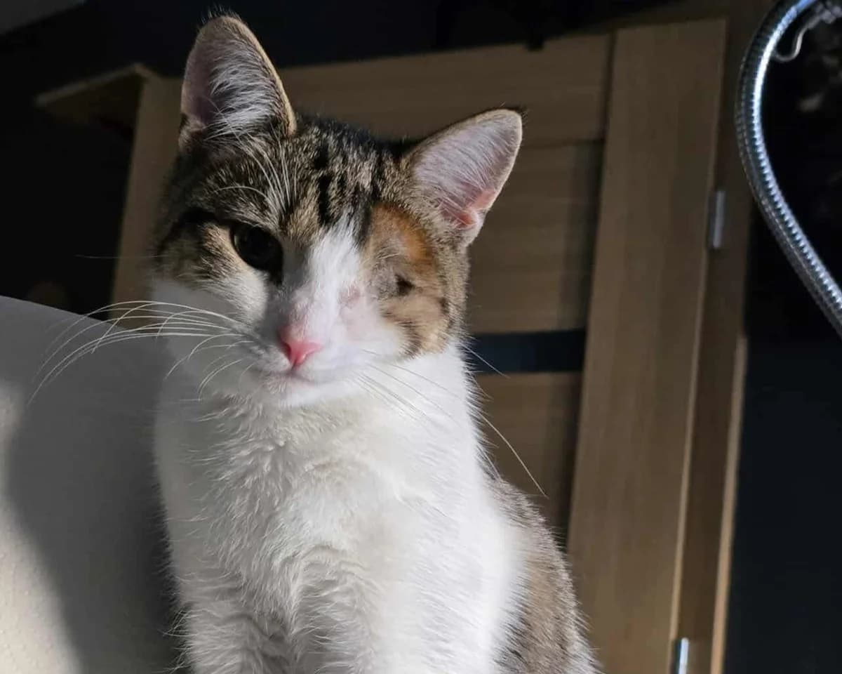 Nala,  (Schronisko Na Paluchu)