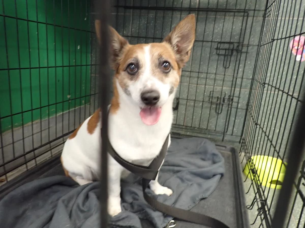 0271/26, male mixed breed for adoption at Schronisko Na Paluchu, Warsaw