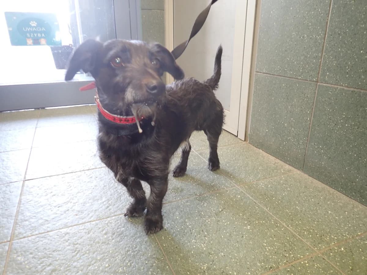 0274/26, female mixed breed for adoption at Schronisko Na Paluchu, Warsaw