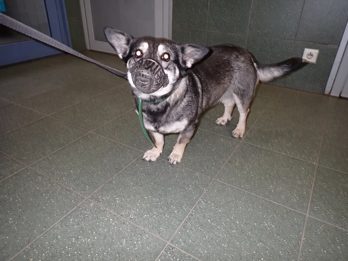 Tina,  (Schronisko Na Paluchu)