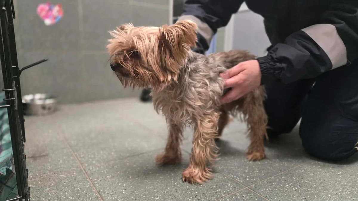 Yoyo, male senior Yorkshire Terrier for adoption at Schronisko Na Paluchu, Warsaw