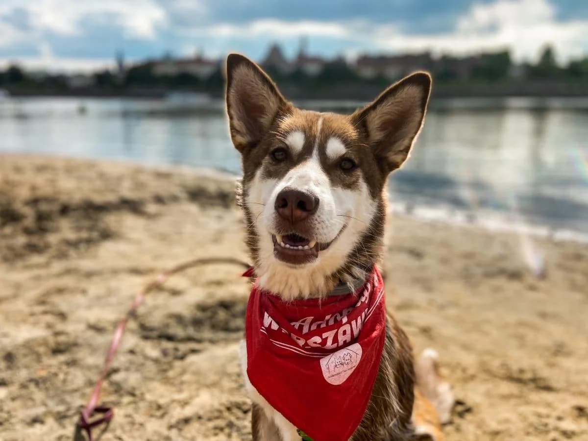 Sari, Husky (Schronisko Na Paluchu)