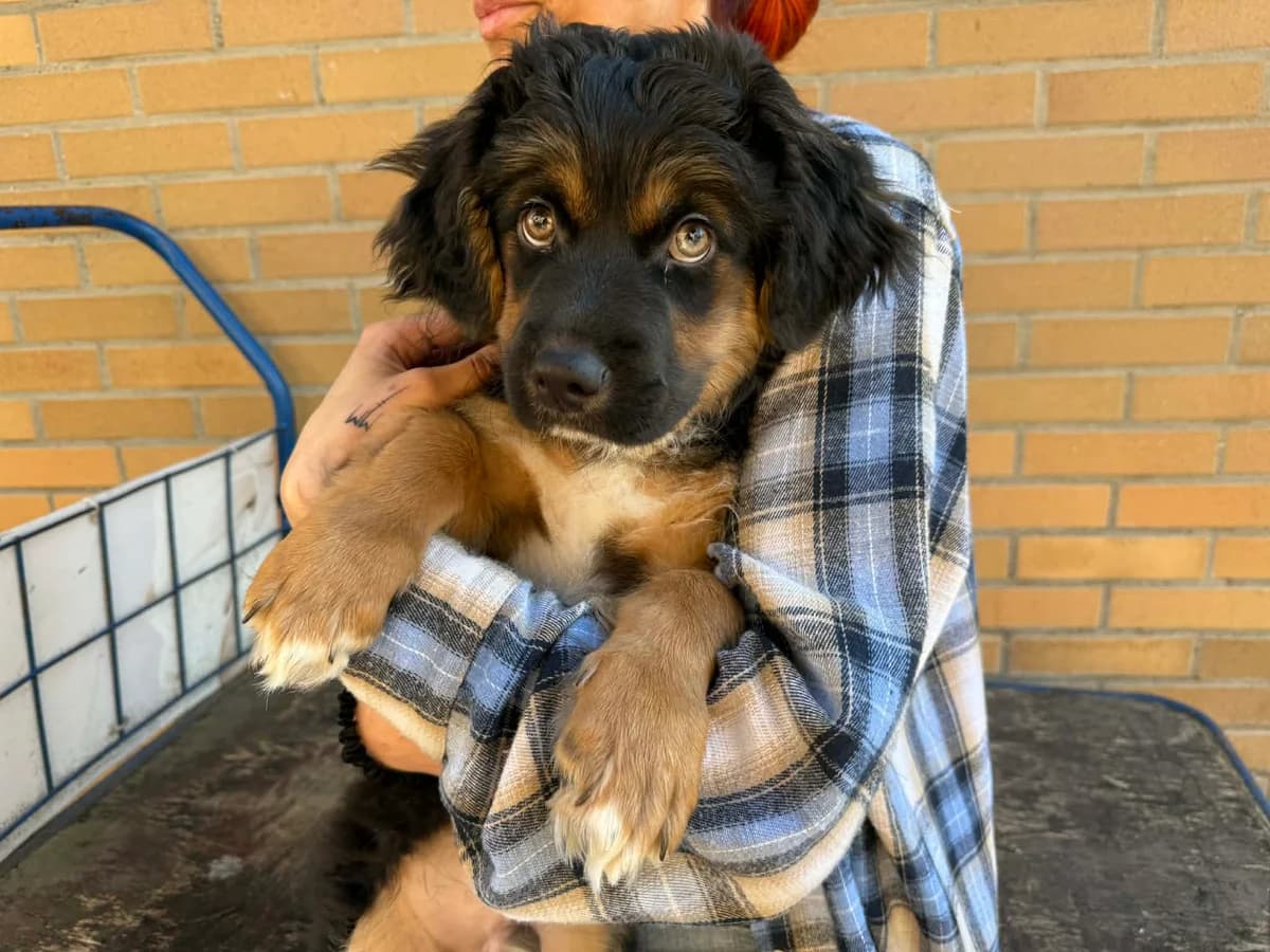 Muffin,  (Schronisko Na Paluchu)