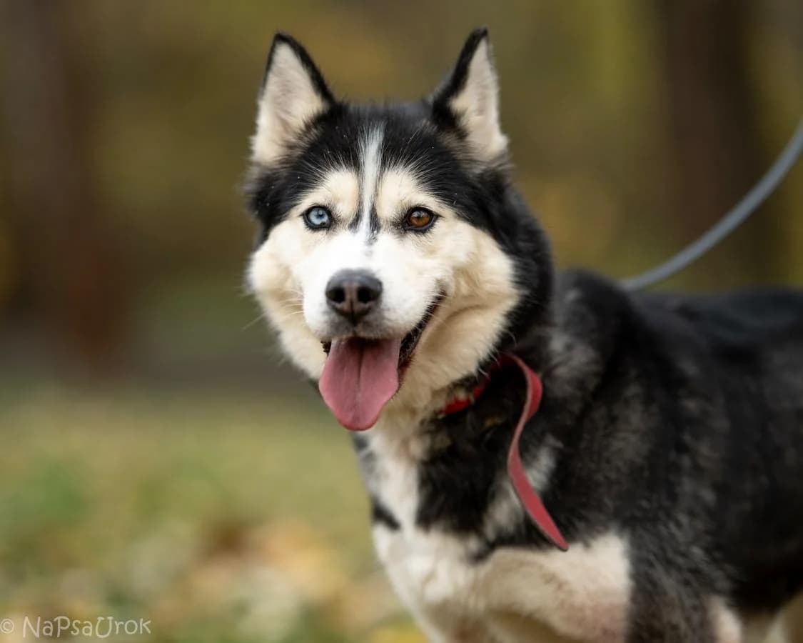 Adri, female 4yo Husky for adoption at Schronisko Na Paluchu, Warsaw