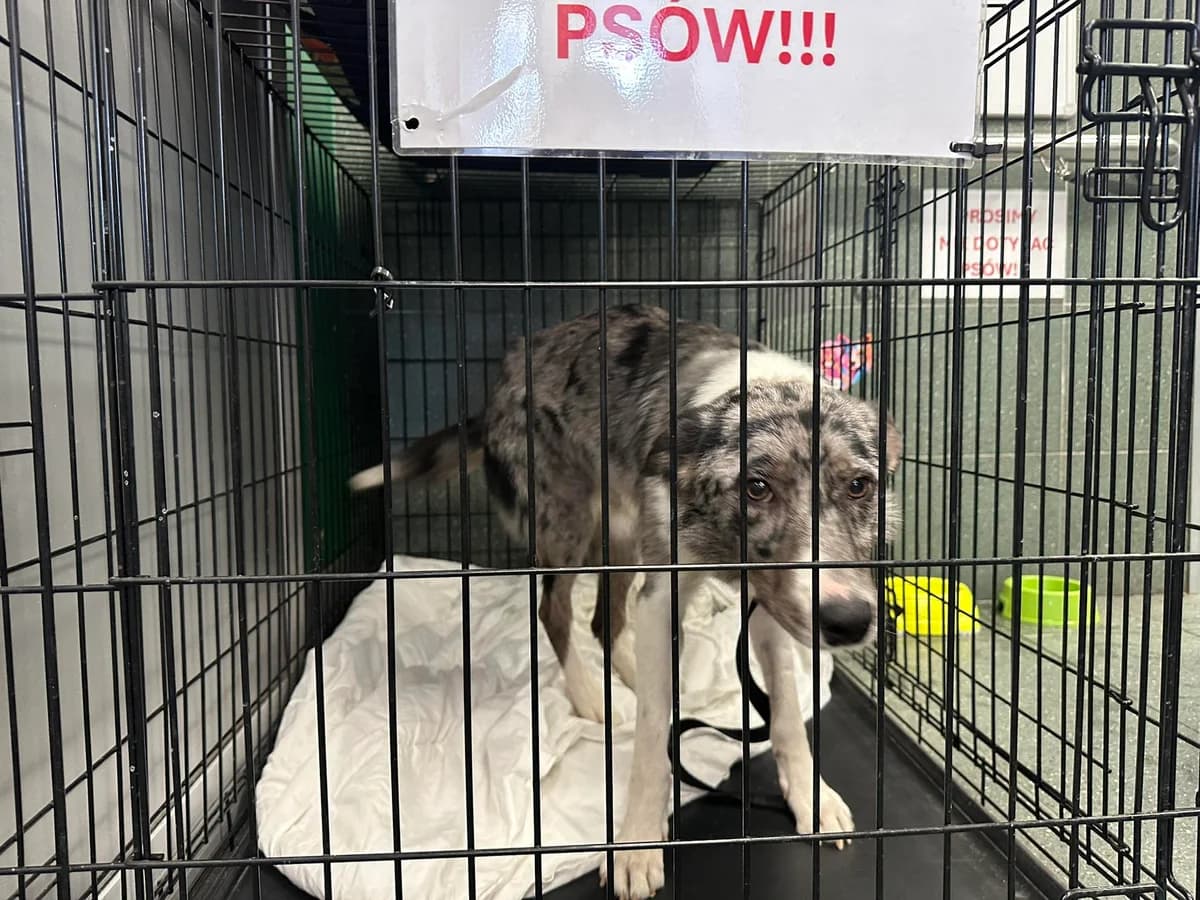 0327/25, male young Border Collie for adoption at Schronisko Na Paluchu, Warsaw