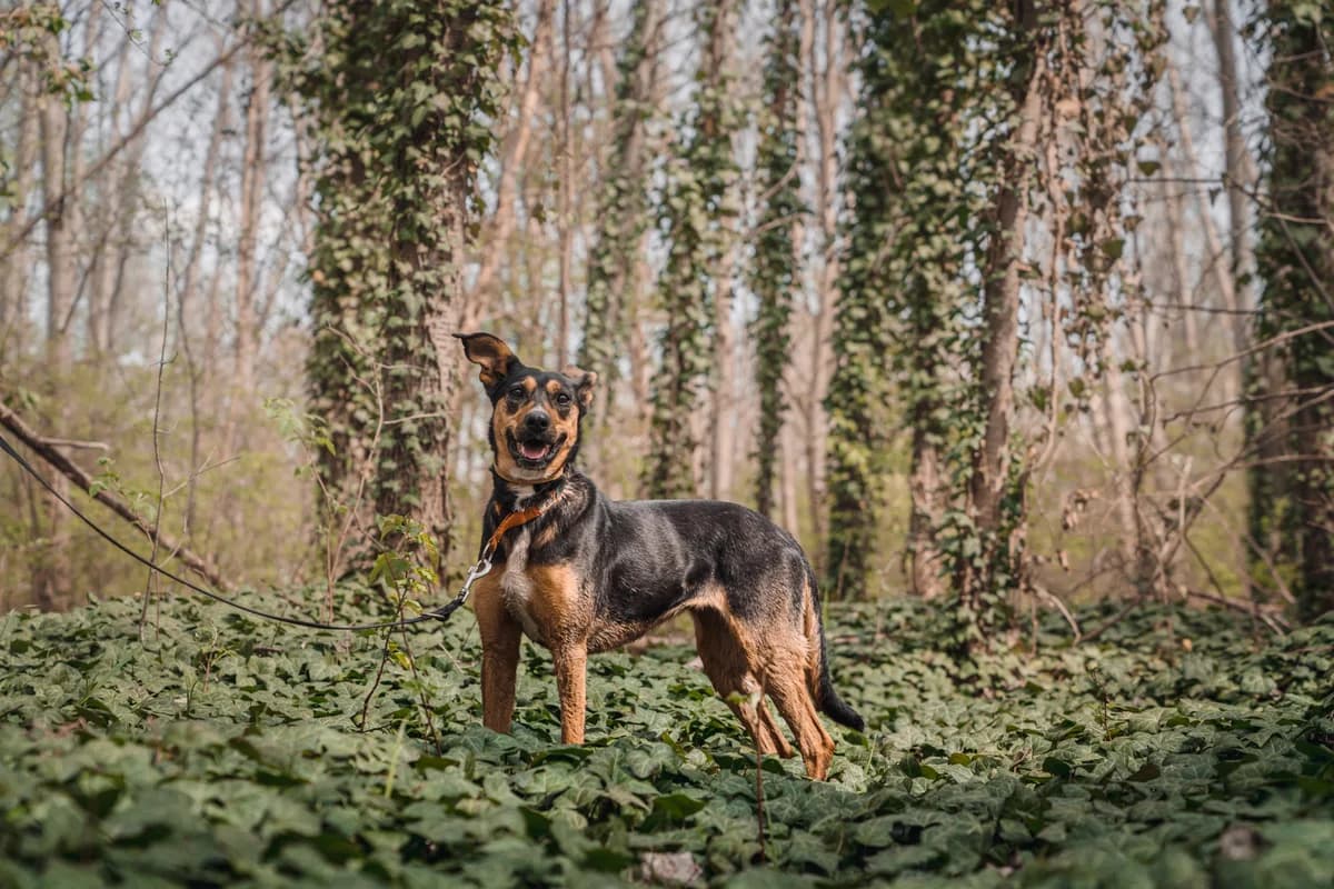 Nova,  (Schronisko Na Paluchu)