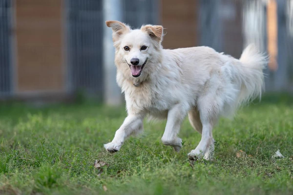 Anton, male 6yo mixed breed for adoption at Schronisko Na Paluchu, Warsaw