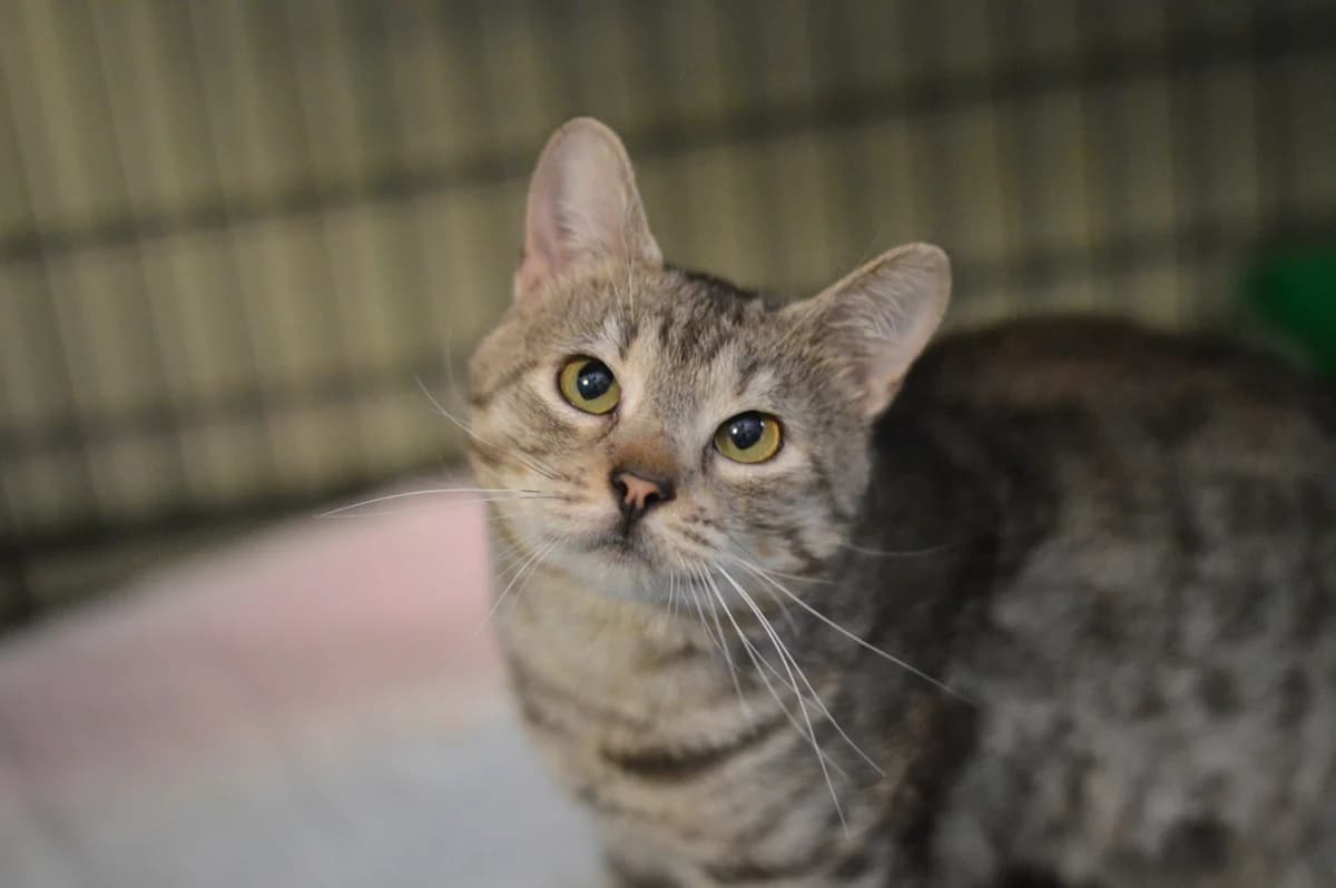 Kenai, grey tabby male Husky for adoption at Schronisko Na Paluchu, Warsaw